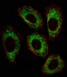 SRC Antibody